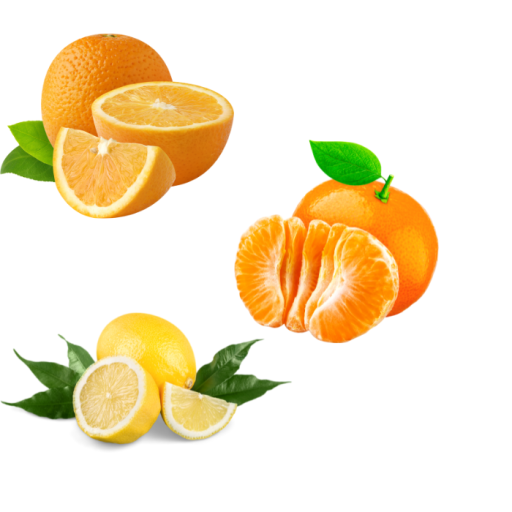 NARENCİYE FİDANI